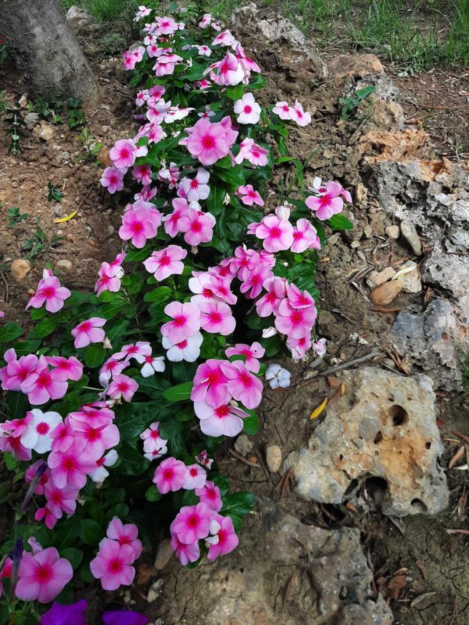 Apartmani Lea Starigrad Paklenica Exterior foto